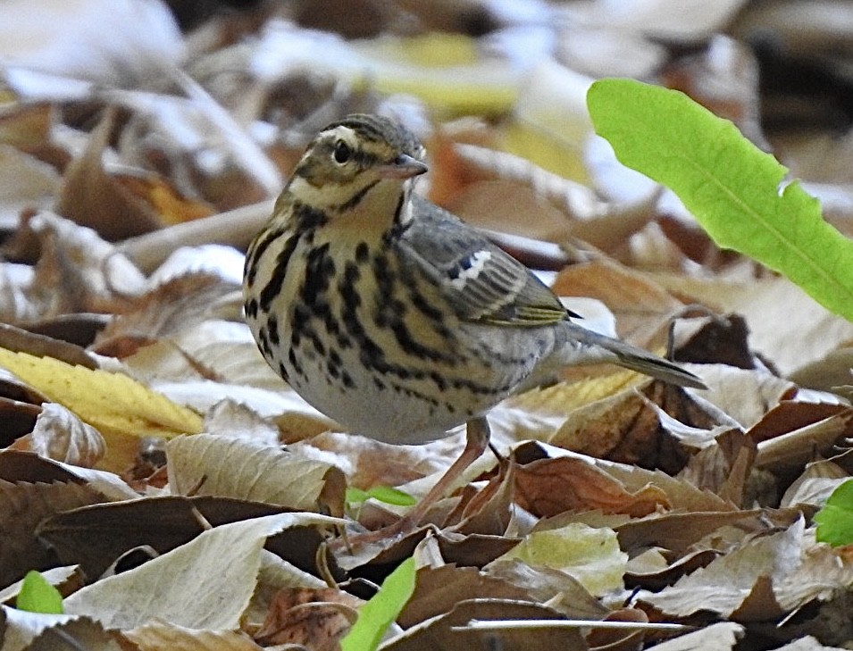Olive-backed Pipit - ML645313376