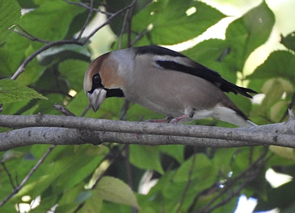 Hawfinch - ML645313377