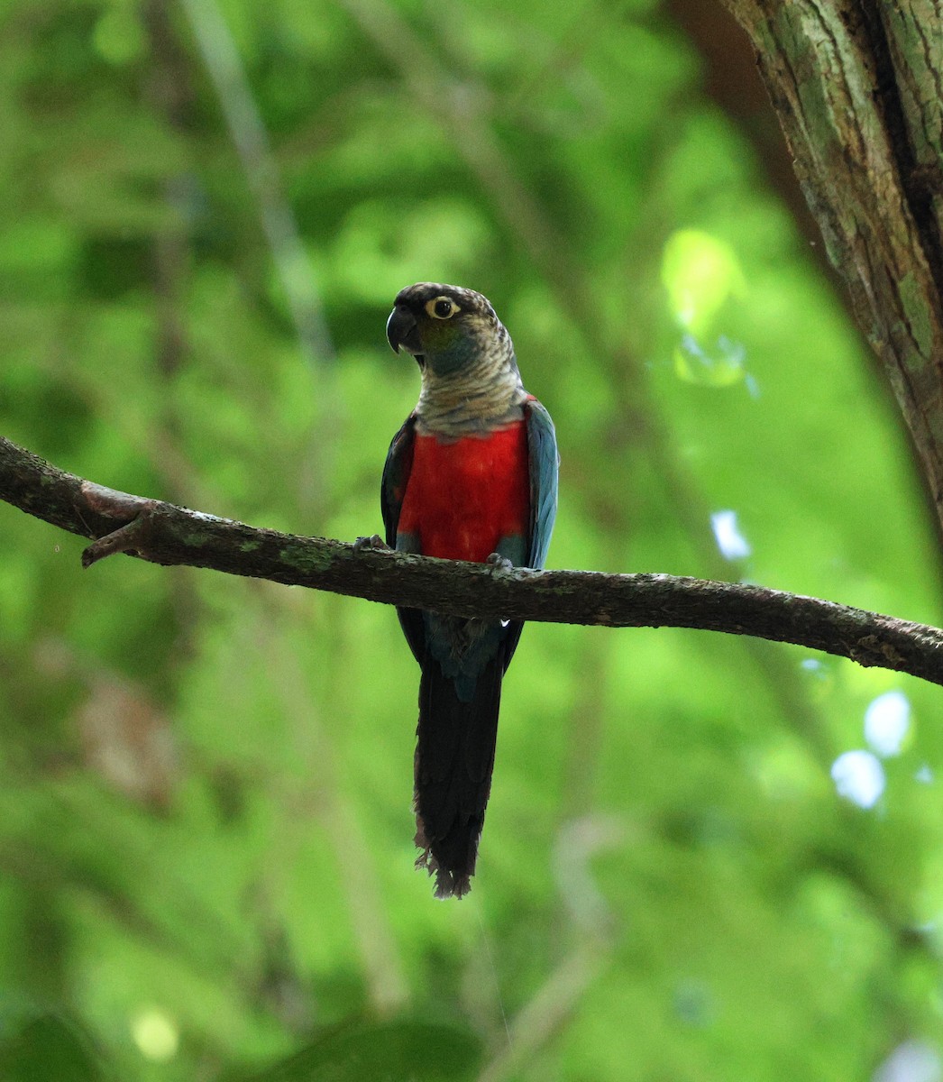 Crimson-bellied Parakeet - ML645313379