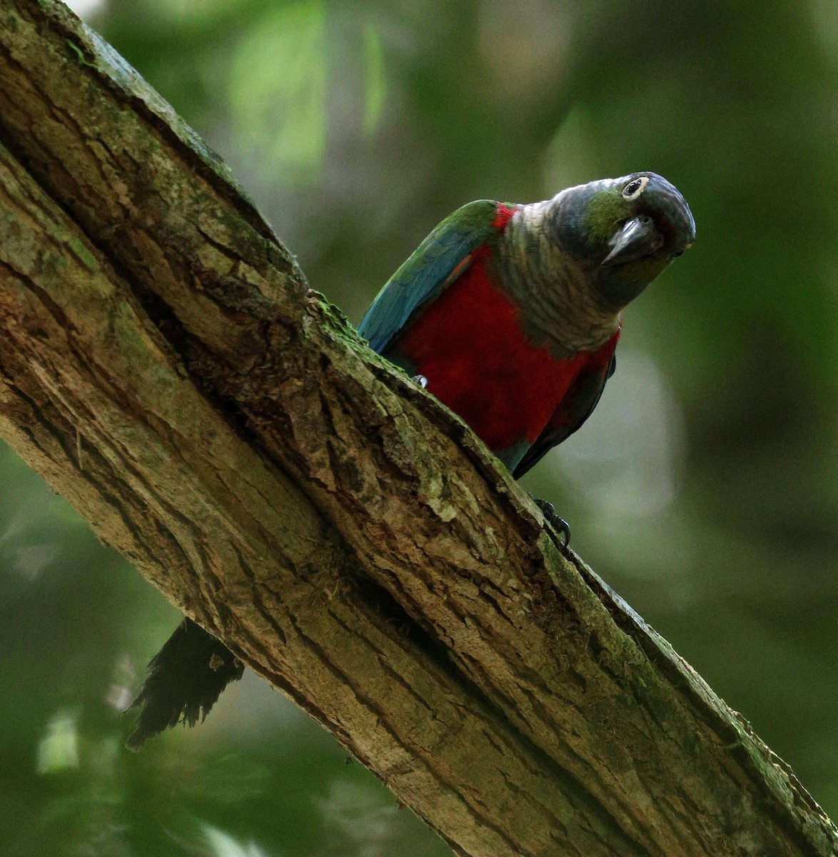 Crimson-bellied Parakeet - ML645313380