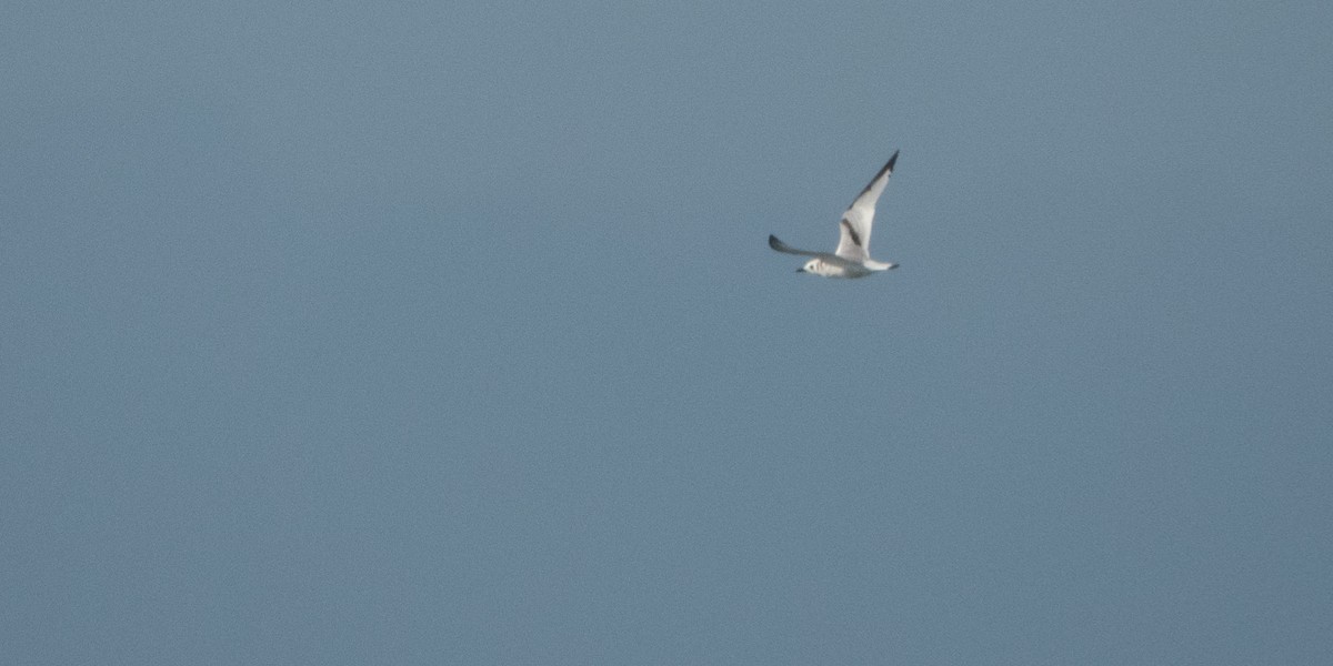 krykkje - ML645313388