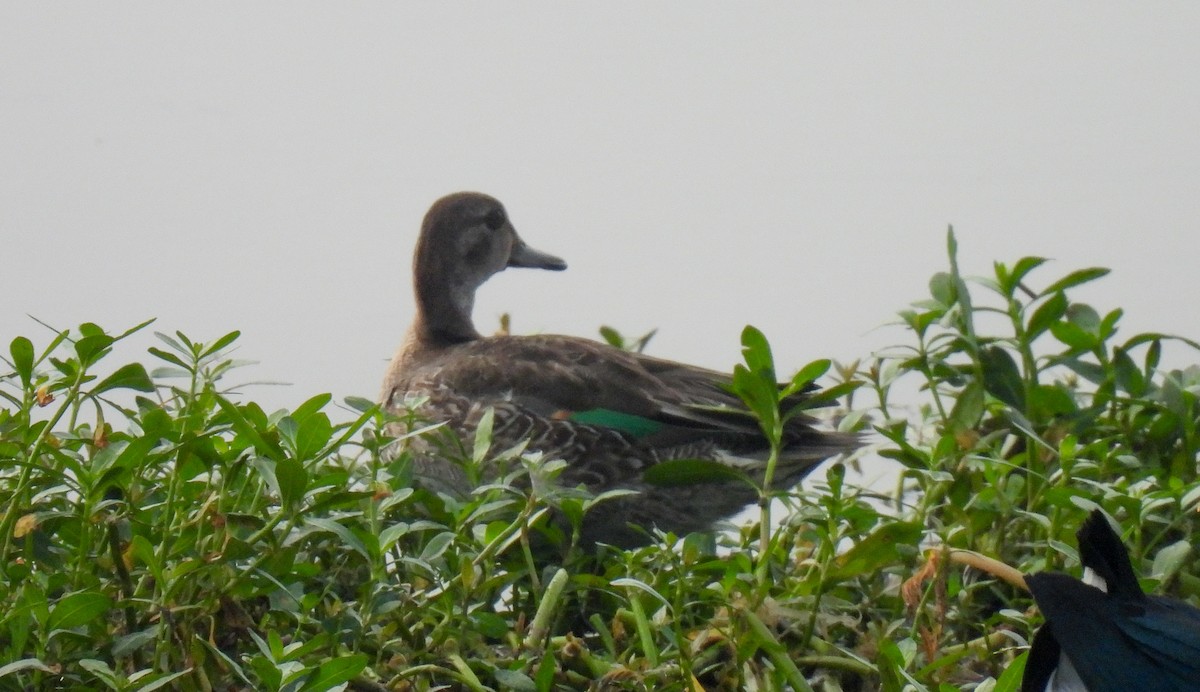 Green-winged Teal - ML645313390