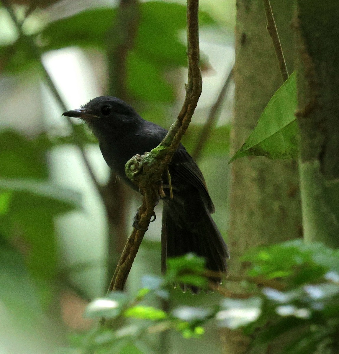 Cinereous Antshrike - ML645313392