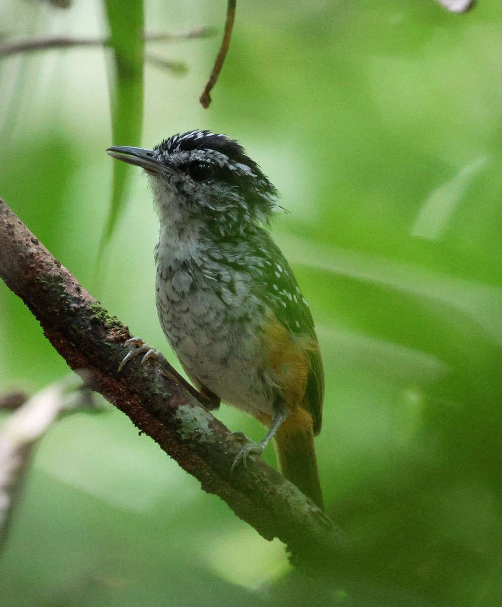 Spix's Warbling-Antbird - ML645313398