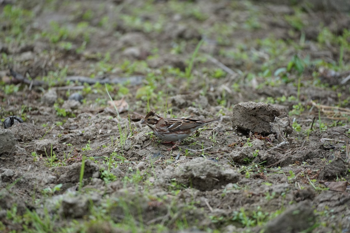 Rustic Bunting - ML645313399