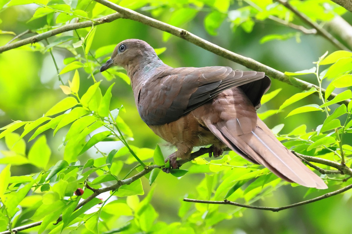 Phasianelle brune - ML645313401