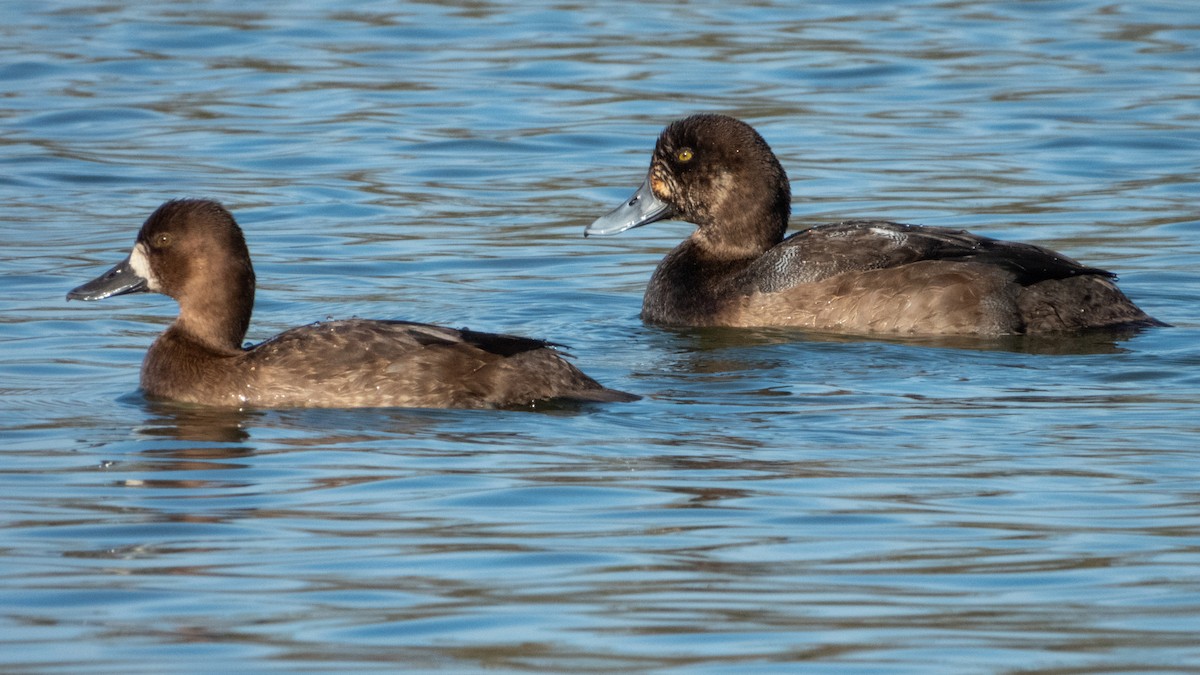 bergand - ML645313416