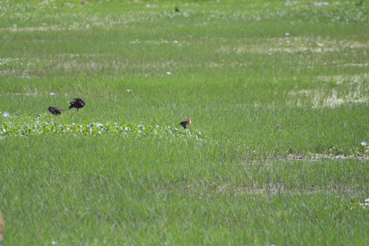 Бронзовокрылая якана - ML645313417