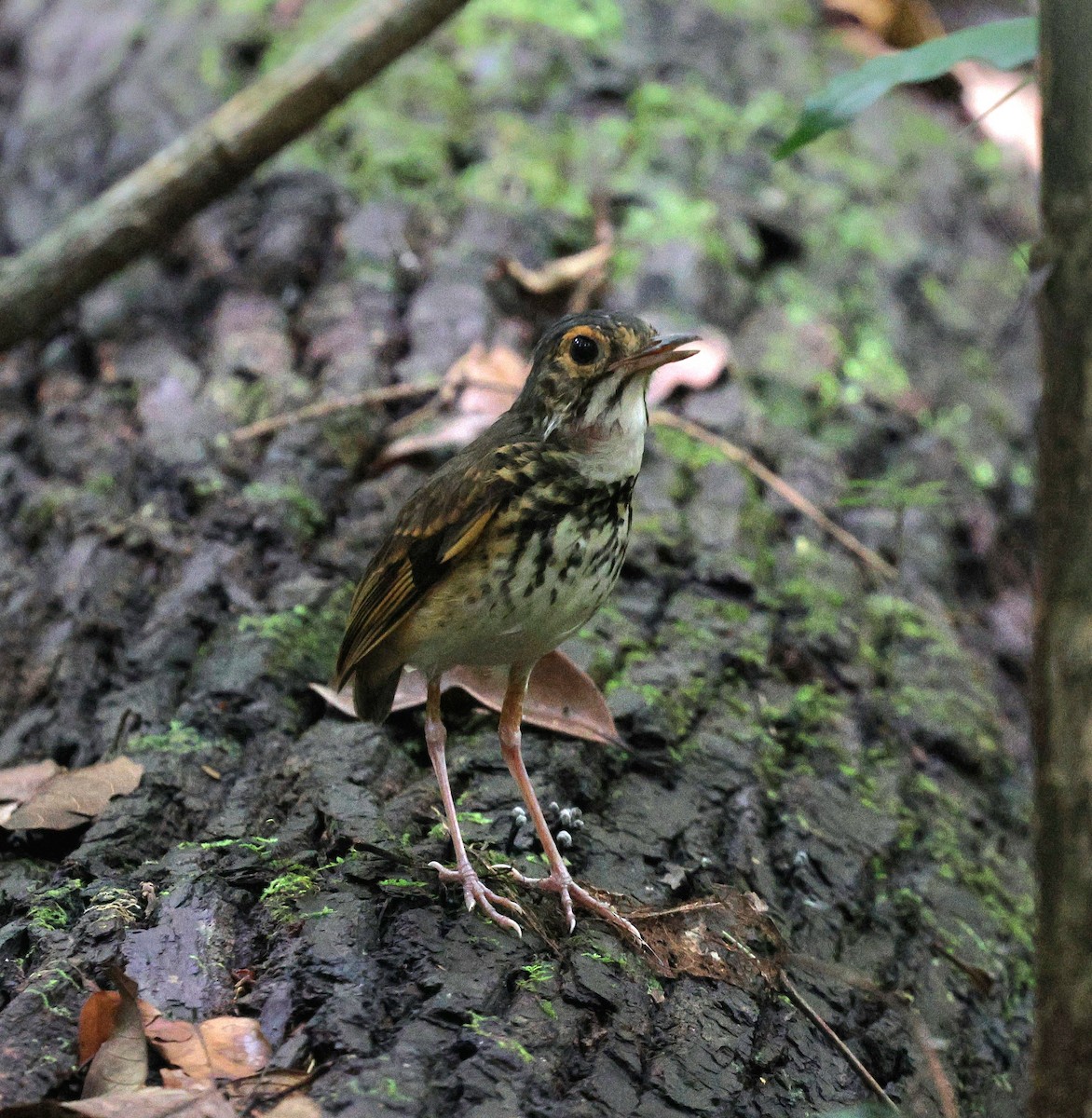 Alta Floresta Antpitta - ML645313419