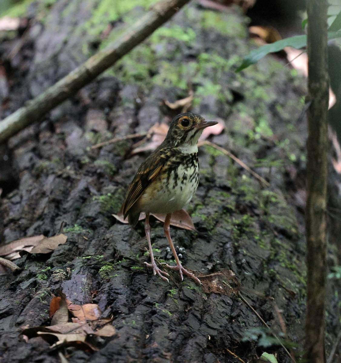 Alta Floresta Antpitta - ML645313420