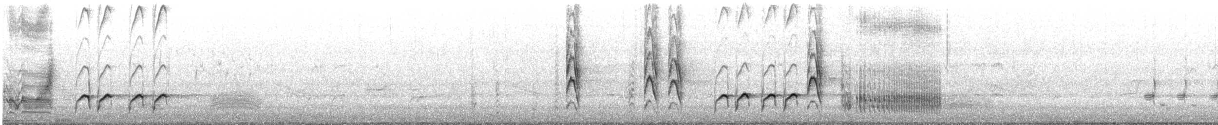 White-browed Babbler - ML645313429