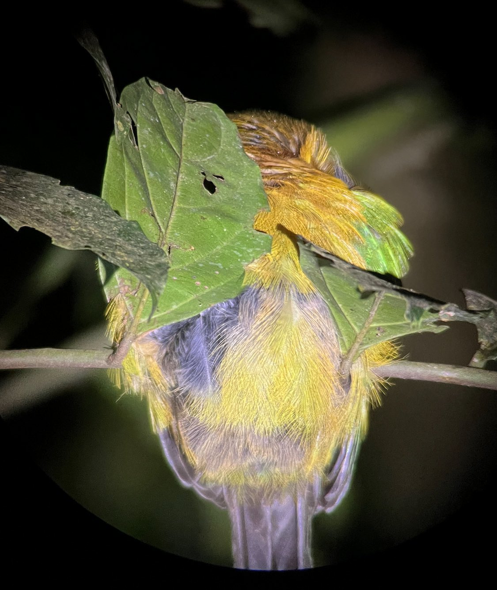 Lesson Motmotu - ML645313431