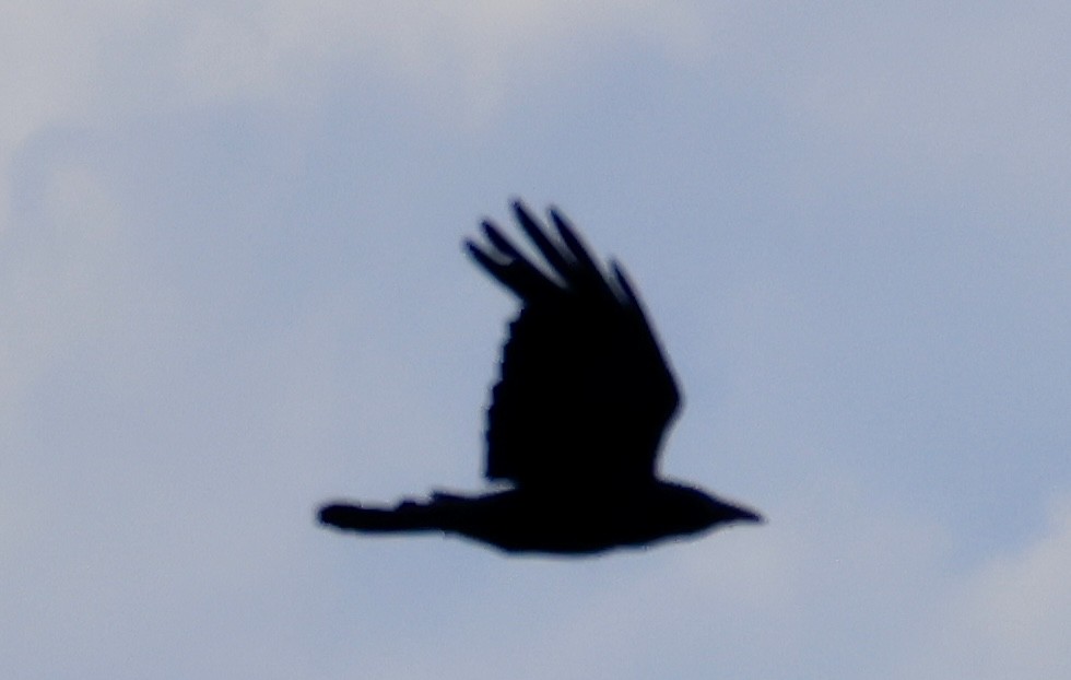 Forest Raven - ML645313437