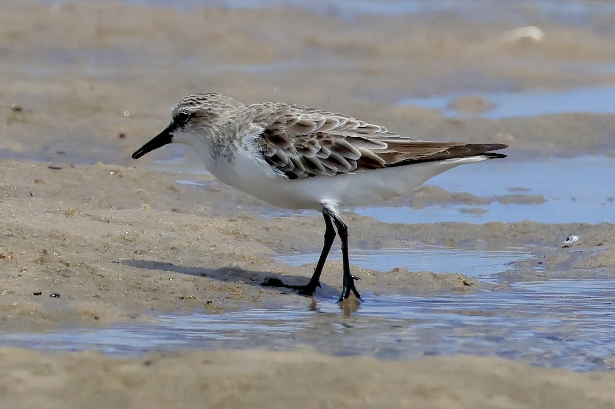 Red-necked Stint - ML645313439