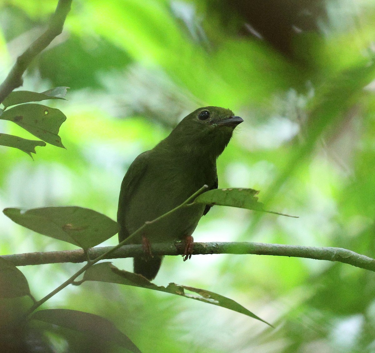 Blue-backed Manakin (regina) - ML645313442