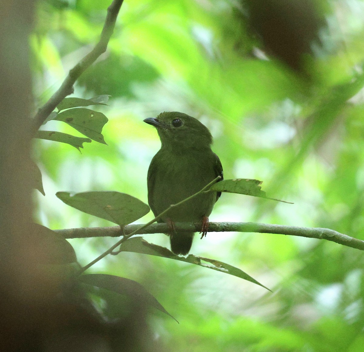 Blue-backed Manakin (regina) - ML645313443