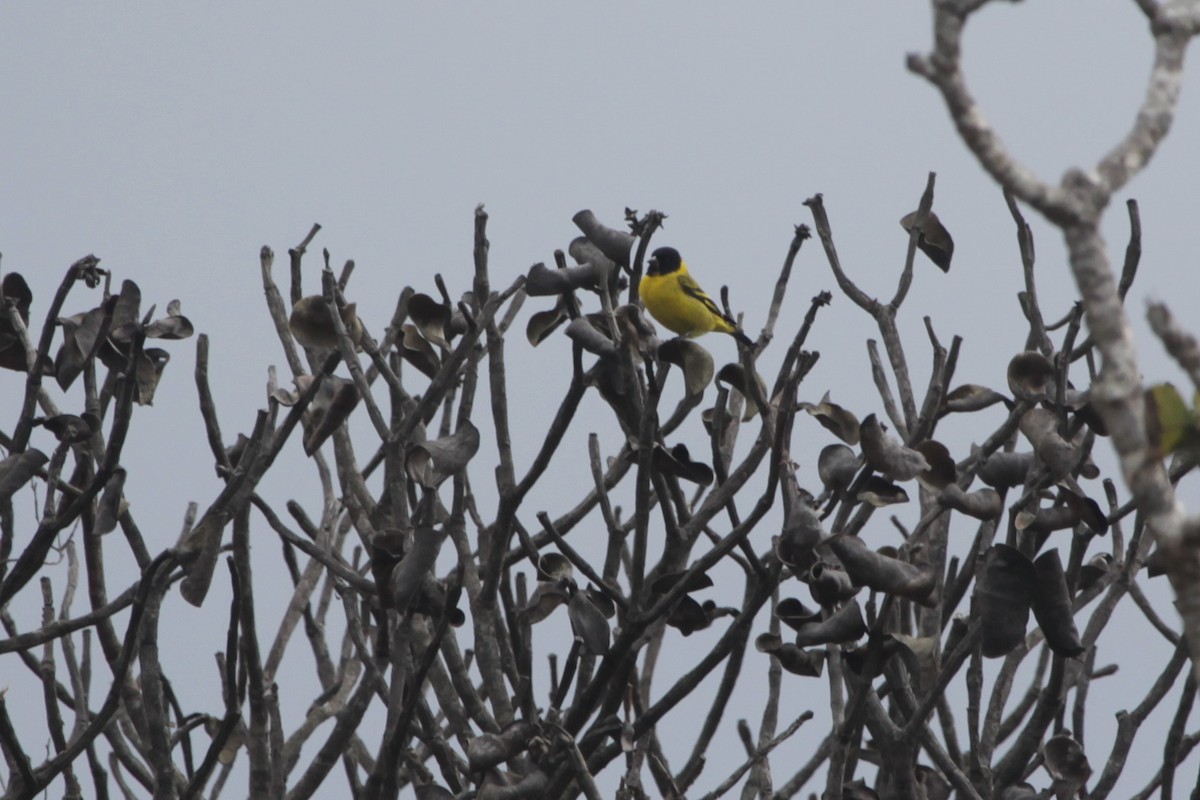 Hooded Siskin - ML645313450