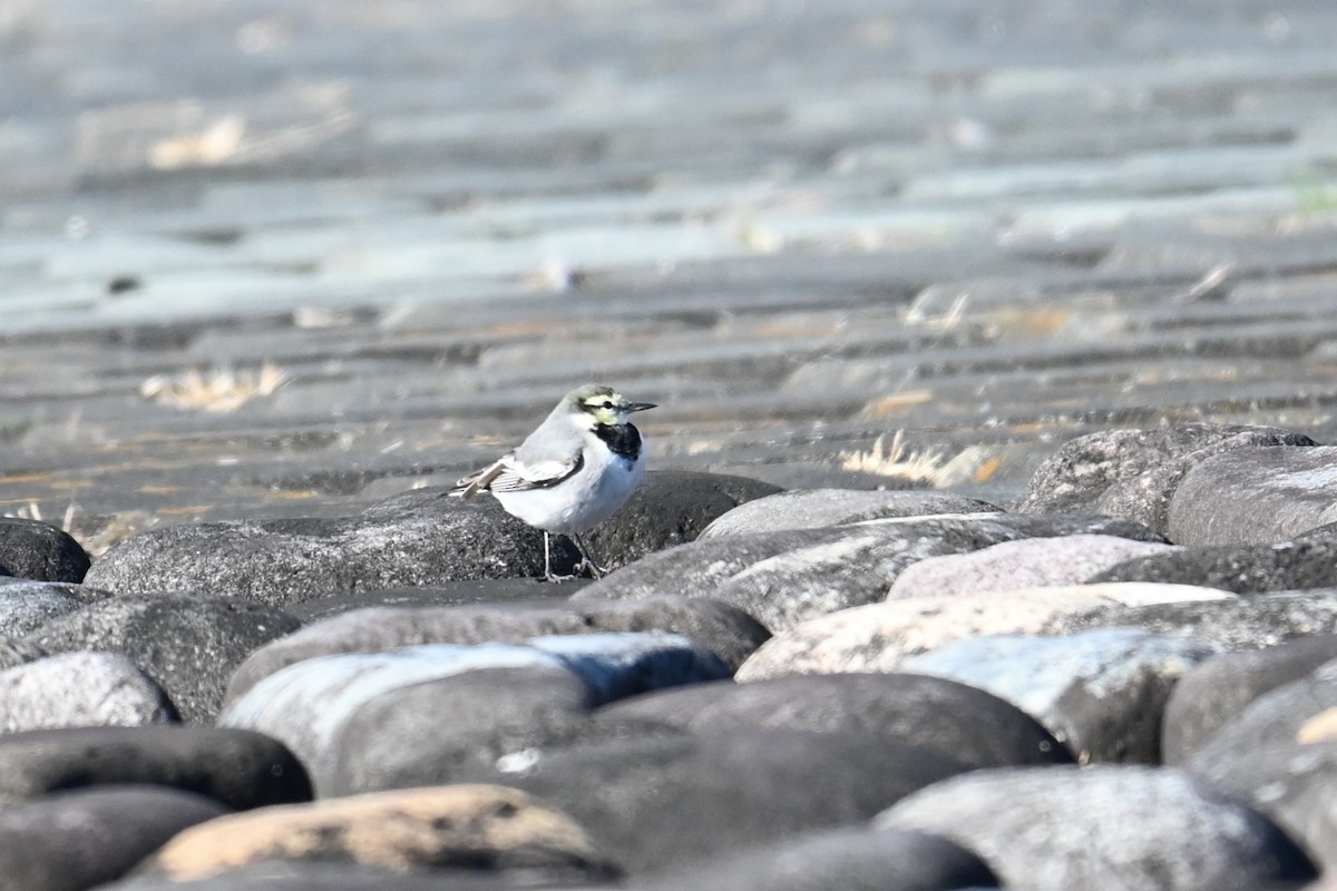White Wagtail - ML645313455