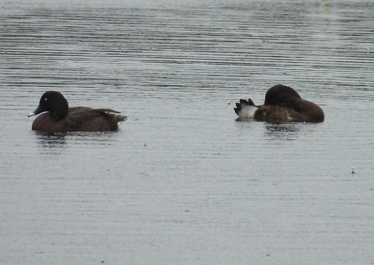 Hardhead - ML645313462