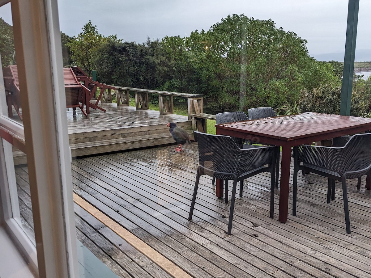 South Island Takahe - ML645313467