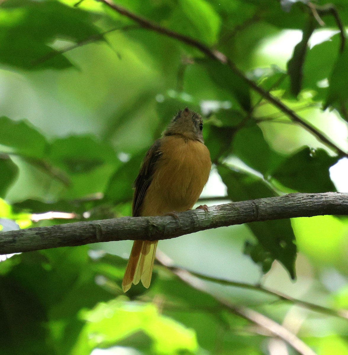 Ruddy-tailed Flycatcher - ML645313469