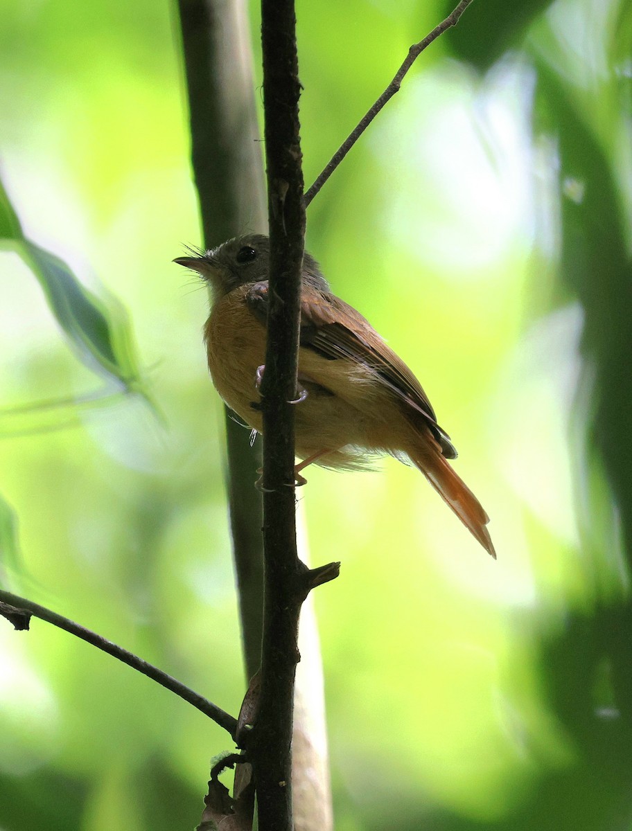Ruddy-tailed Flycatcher - ML645313470