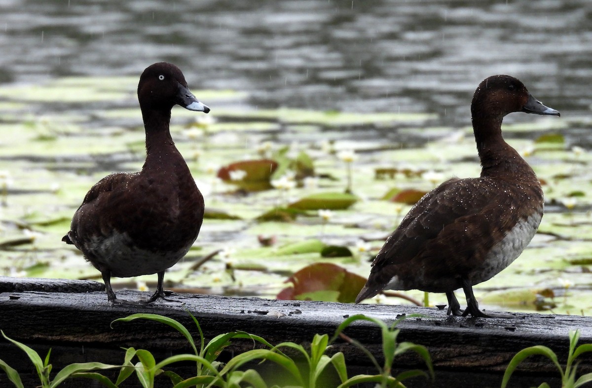 Hardhead - ML645313472