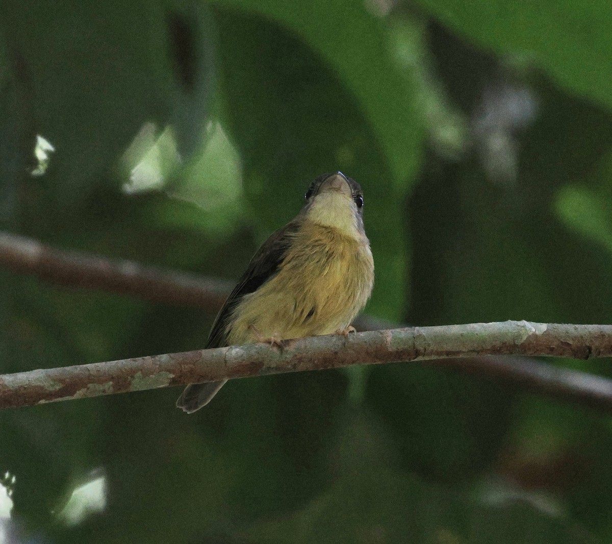 White-crested Spadebill - ML645313482