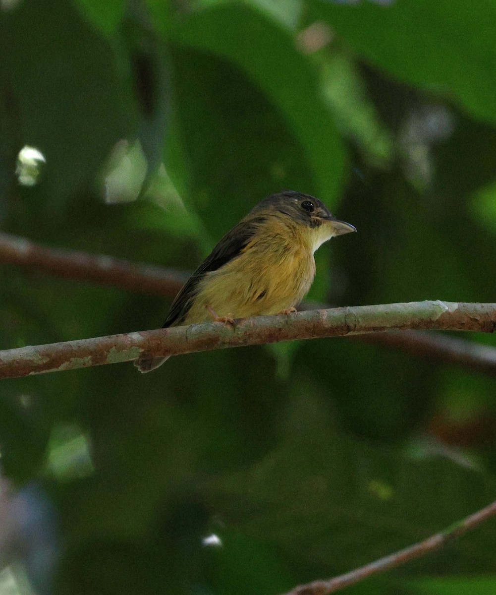 White-crested Spadebill - ML645313483