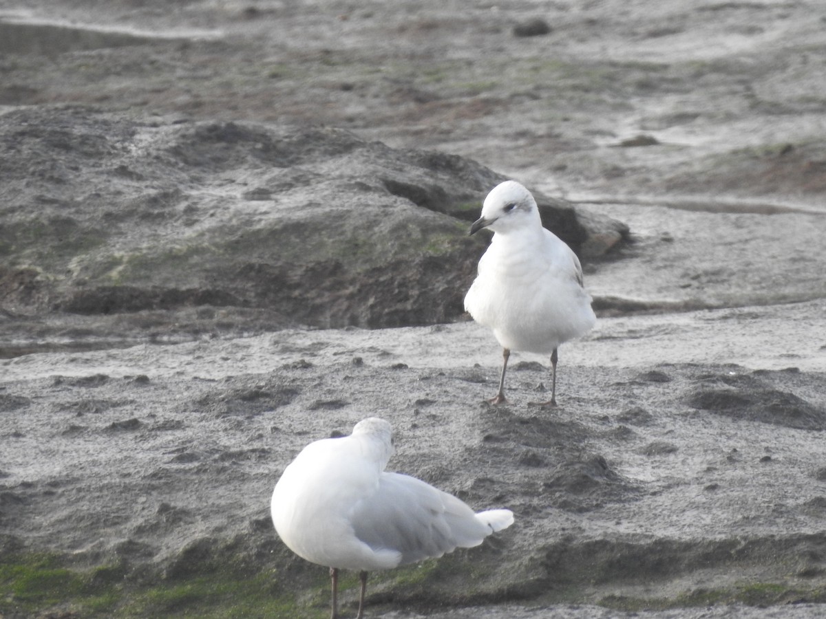 Mediterranean Gull - ML645313488