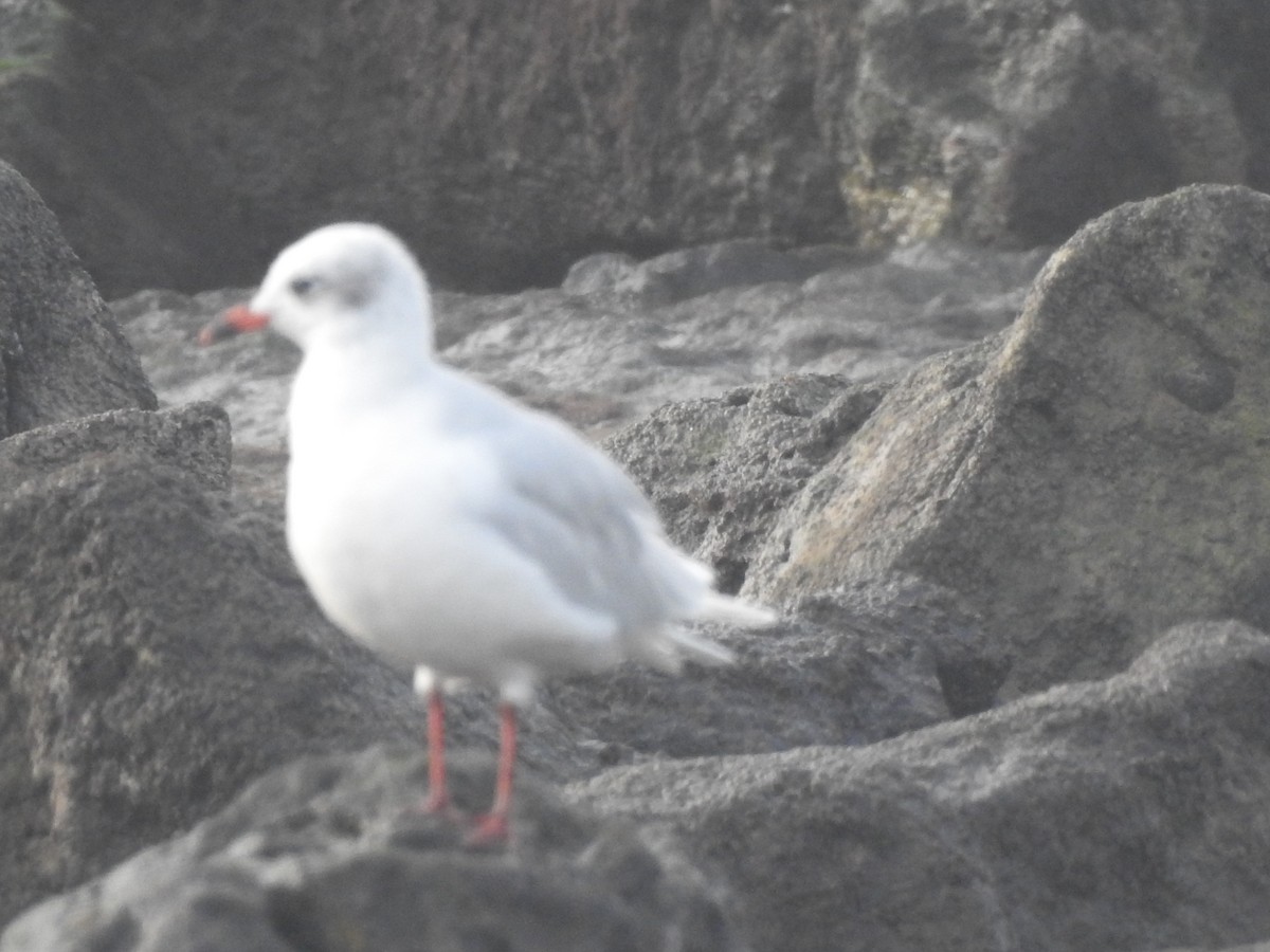 Mediterranean Gull - ML645313489