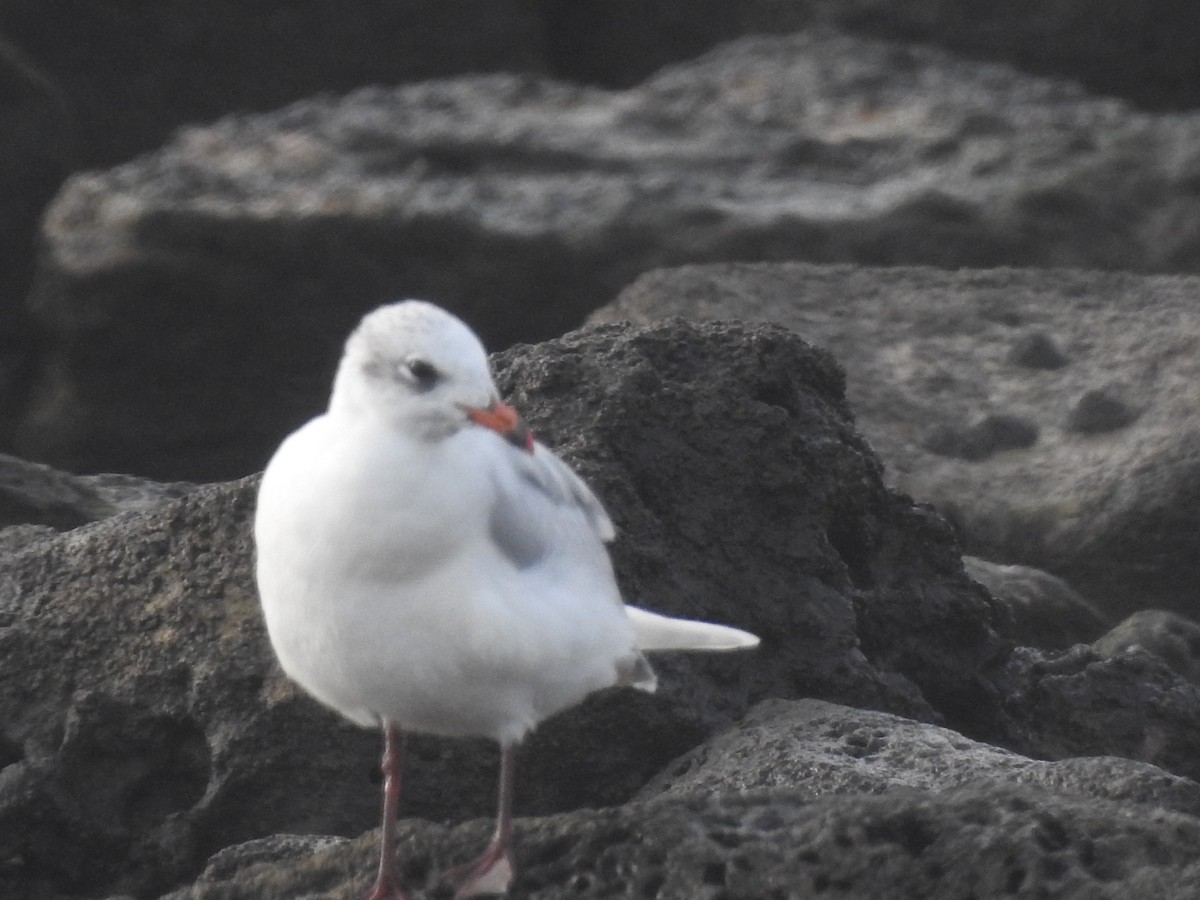 Mediterranean Gull - ML645313490
