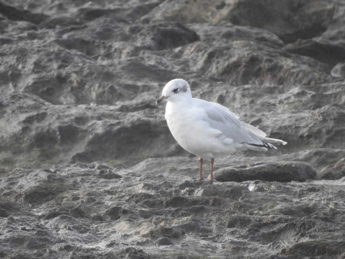 Mediterranean Gull - ML645313491