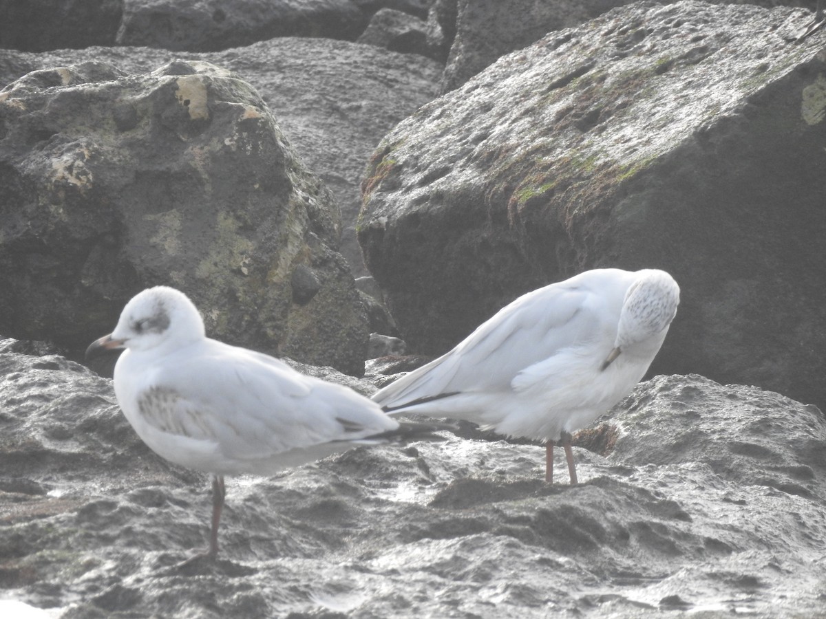 Mediterranean Gull - ML645313492