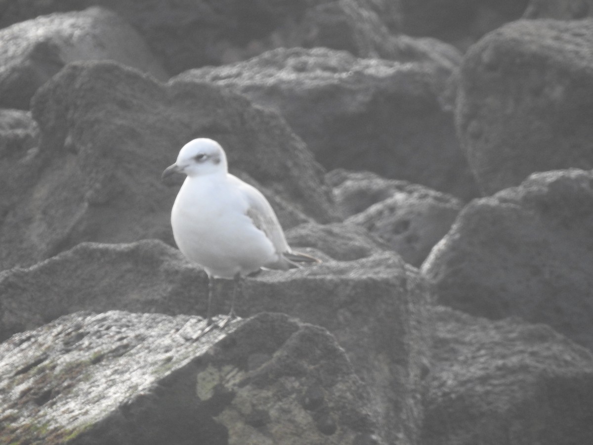Mediterranean Gull - ML645313493