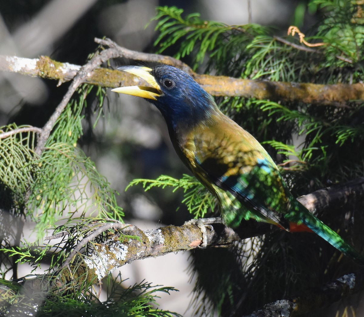 barbet velký - ML645313508