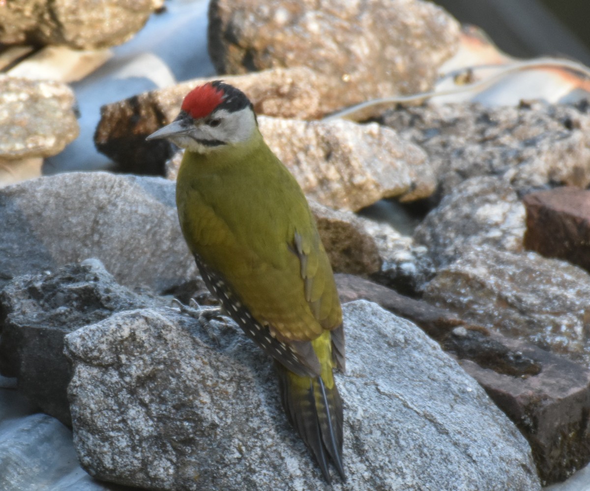 Scaly-bellied Woodpecker - ML645313510