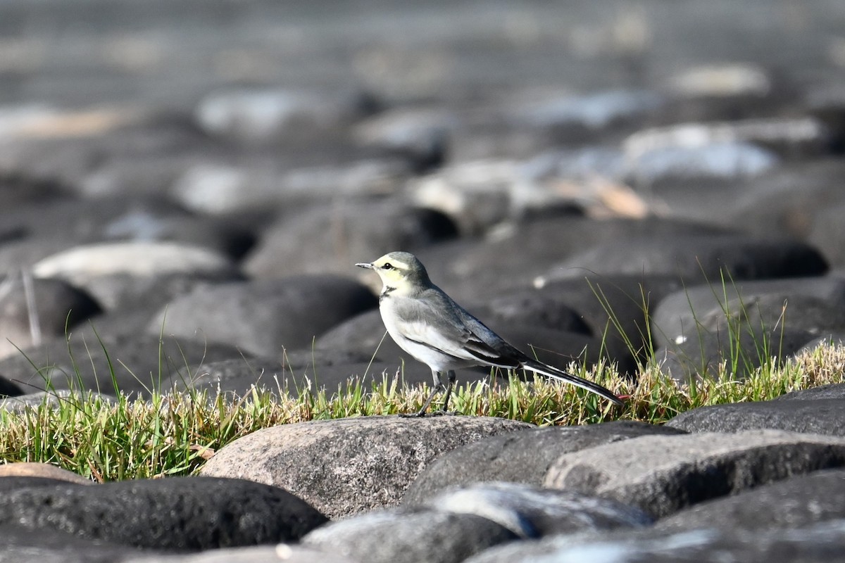 White Wagtail - ML645313519