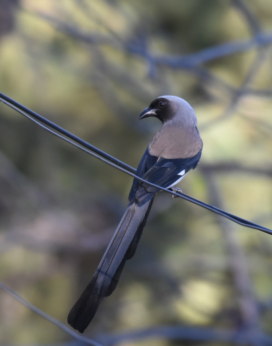 Gray Treepie - ML645313523