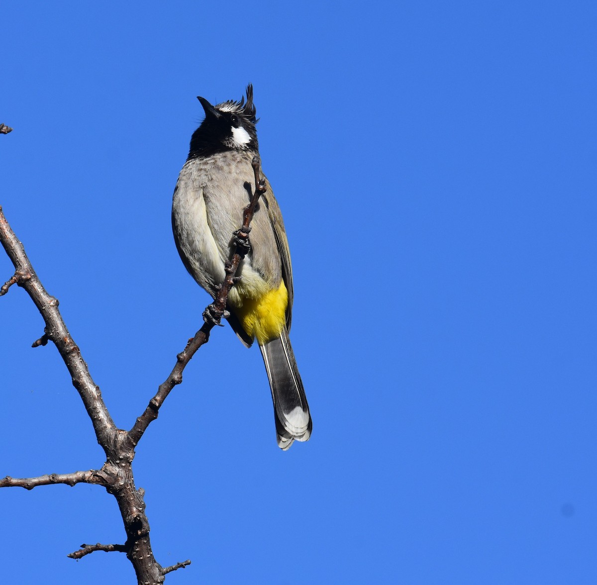 Himalayan Bulbul - ML645313537