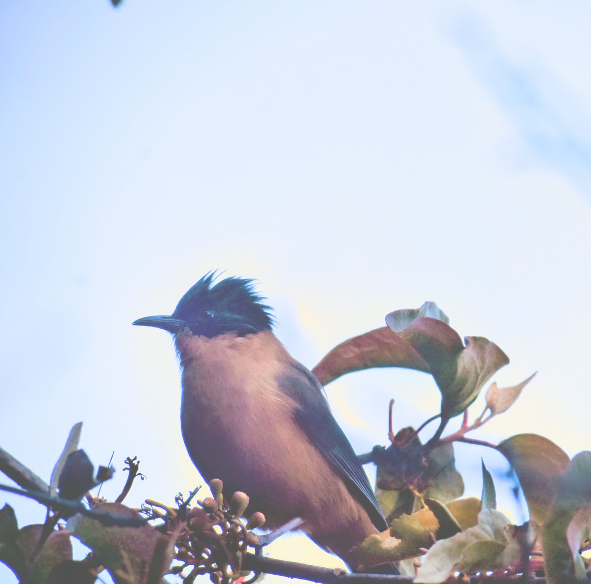 Rufous Sibia - ML645313538