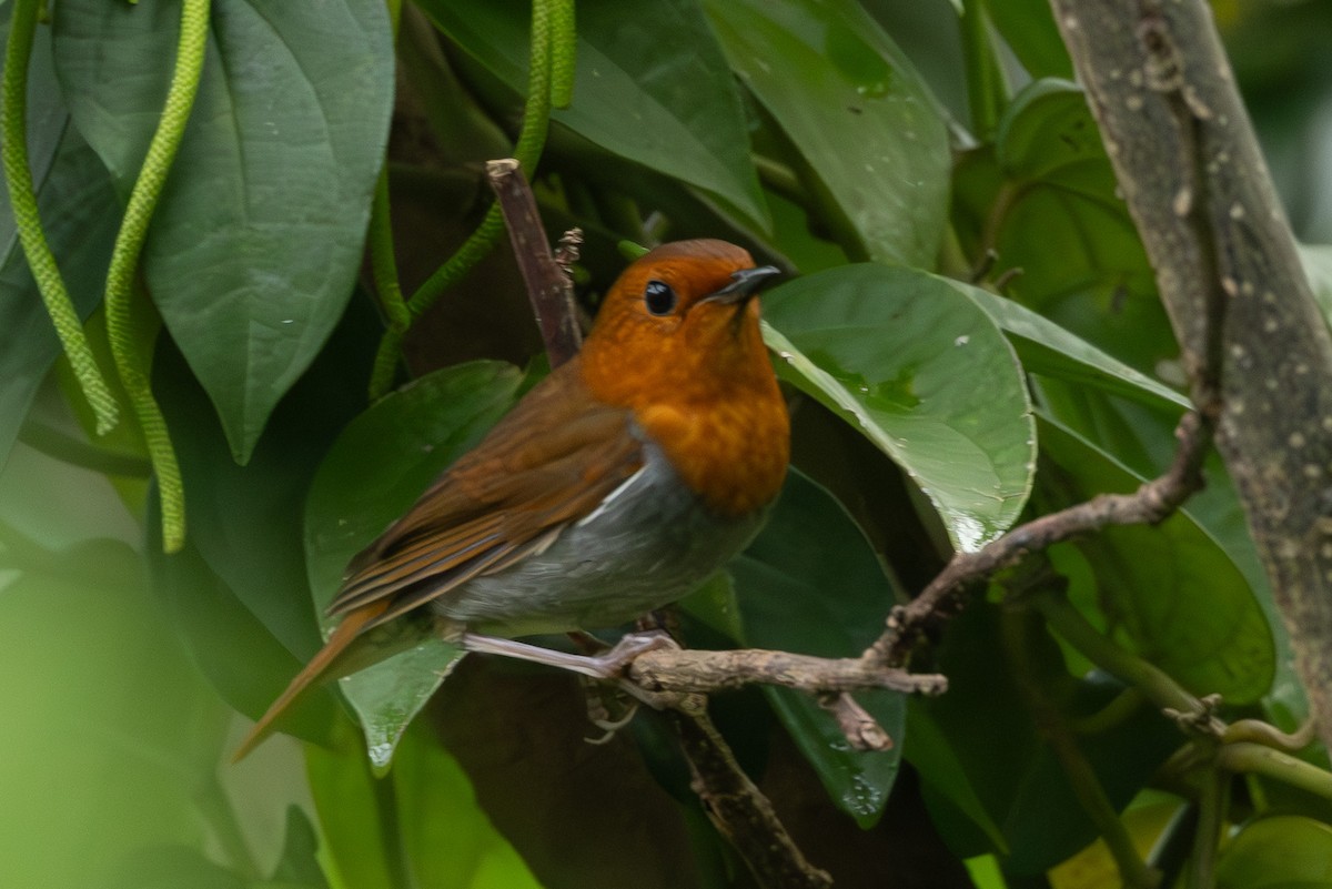 izurødskjegg - ML645313541