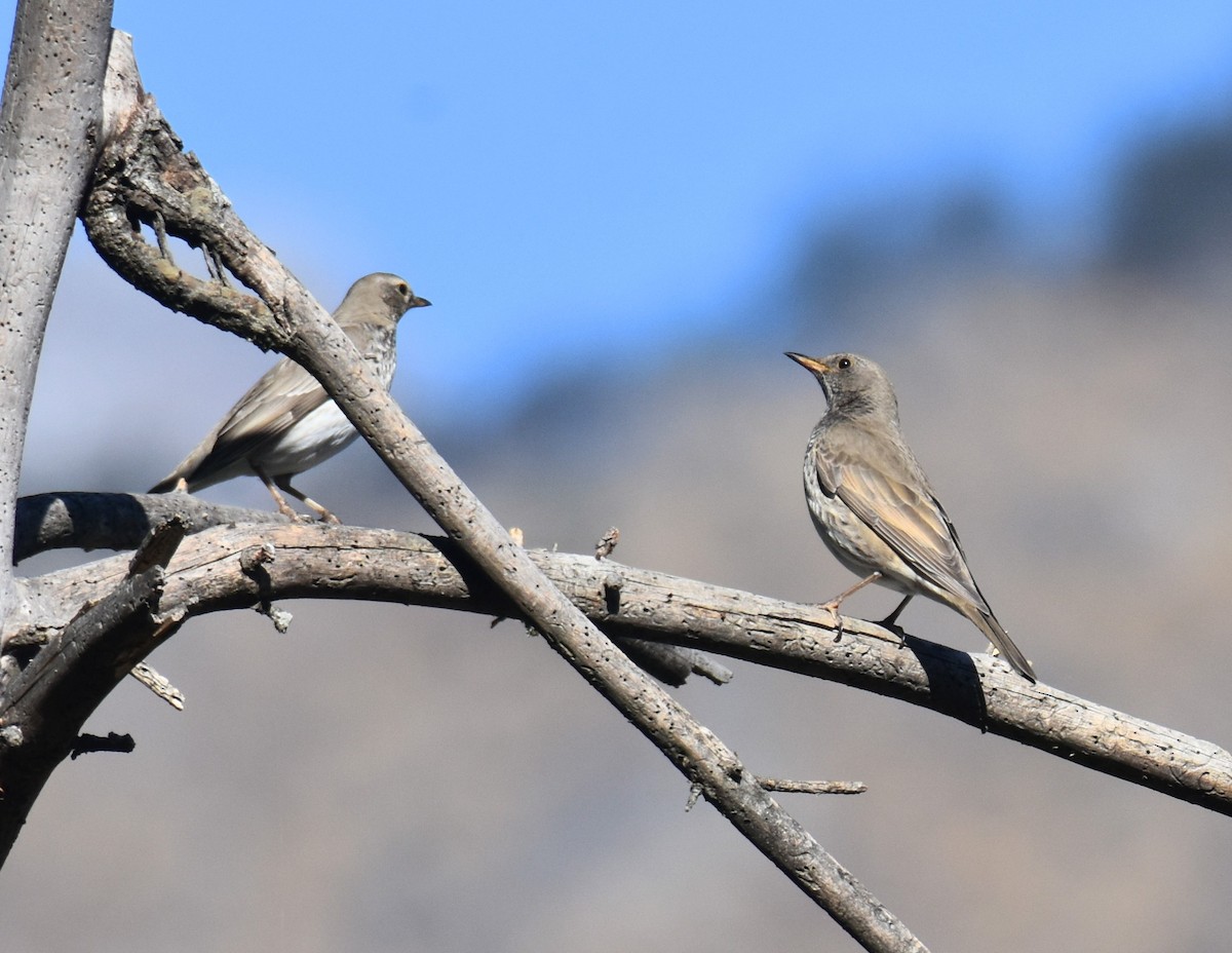 Black-throated Thrush - ML645313542