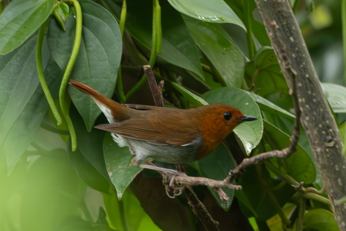 izurødskjegg - ML645313543