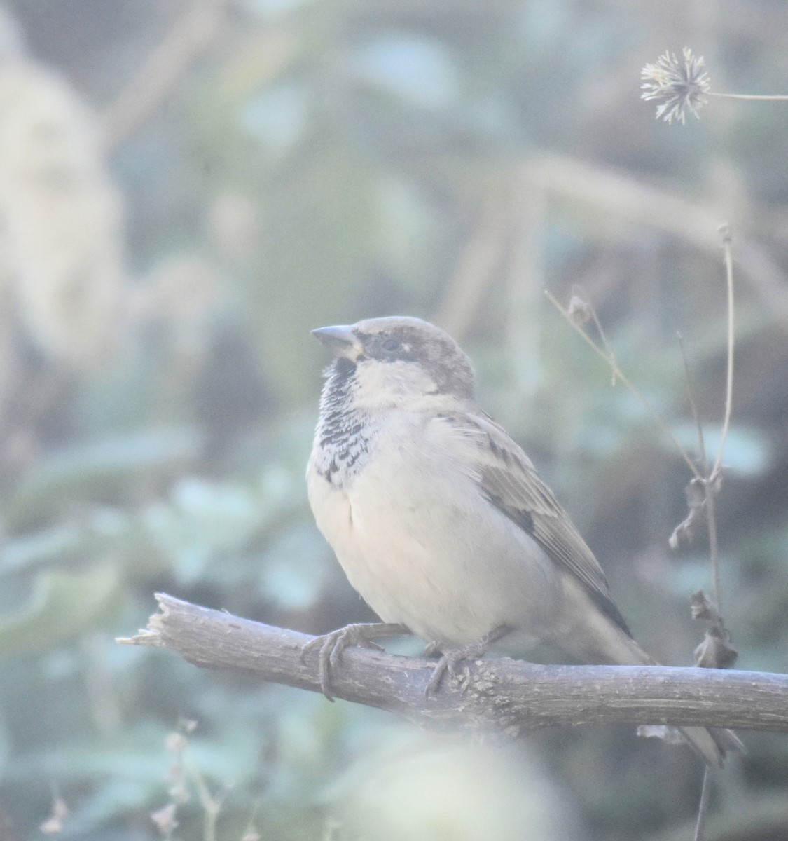 House Sparrow - ML645313544