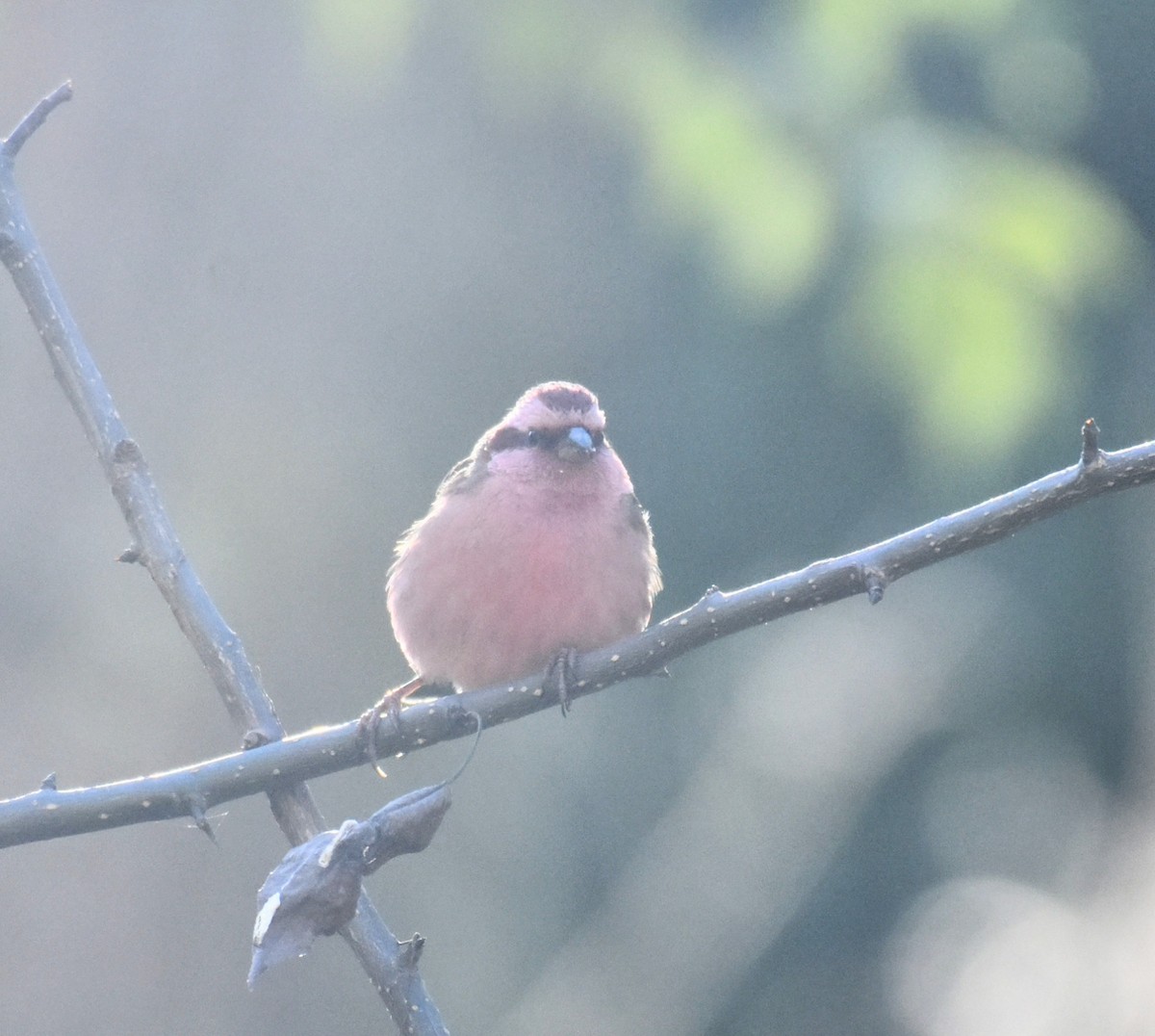 Pink-browed Rosefinch - ML645313547