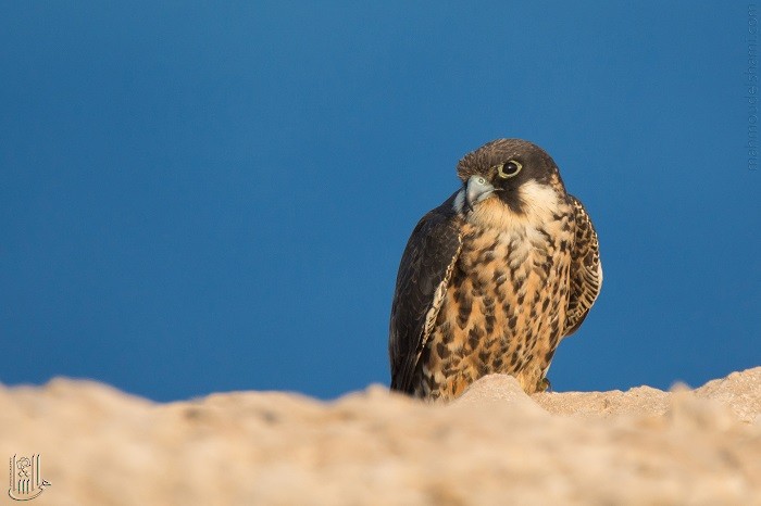 Eleonora's Falcon - ML645313552