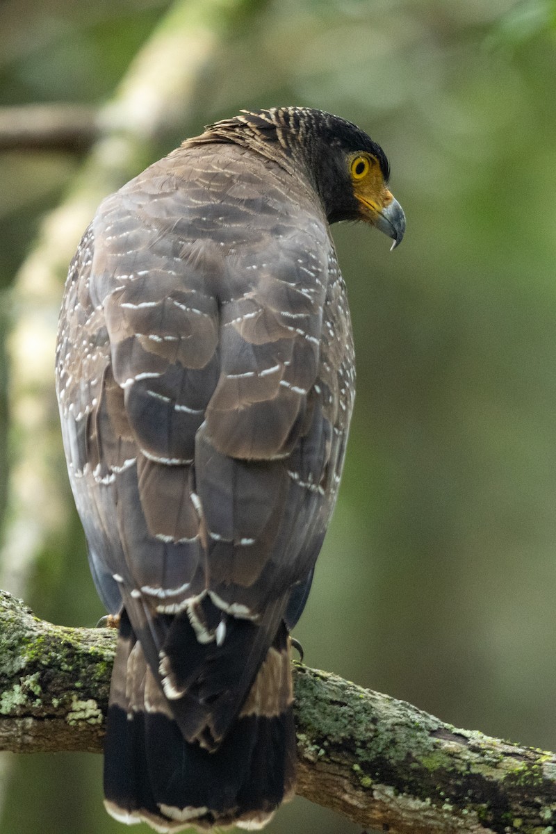 Culebrera Chiíla - ML645313573