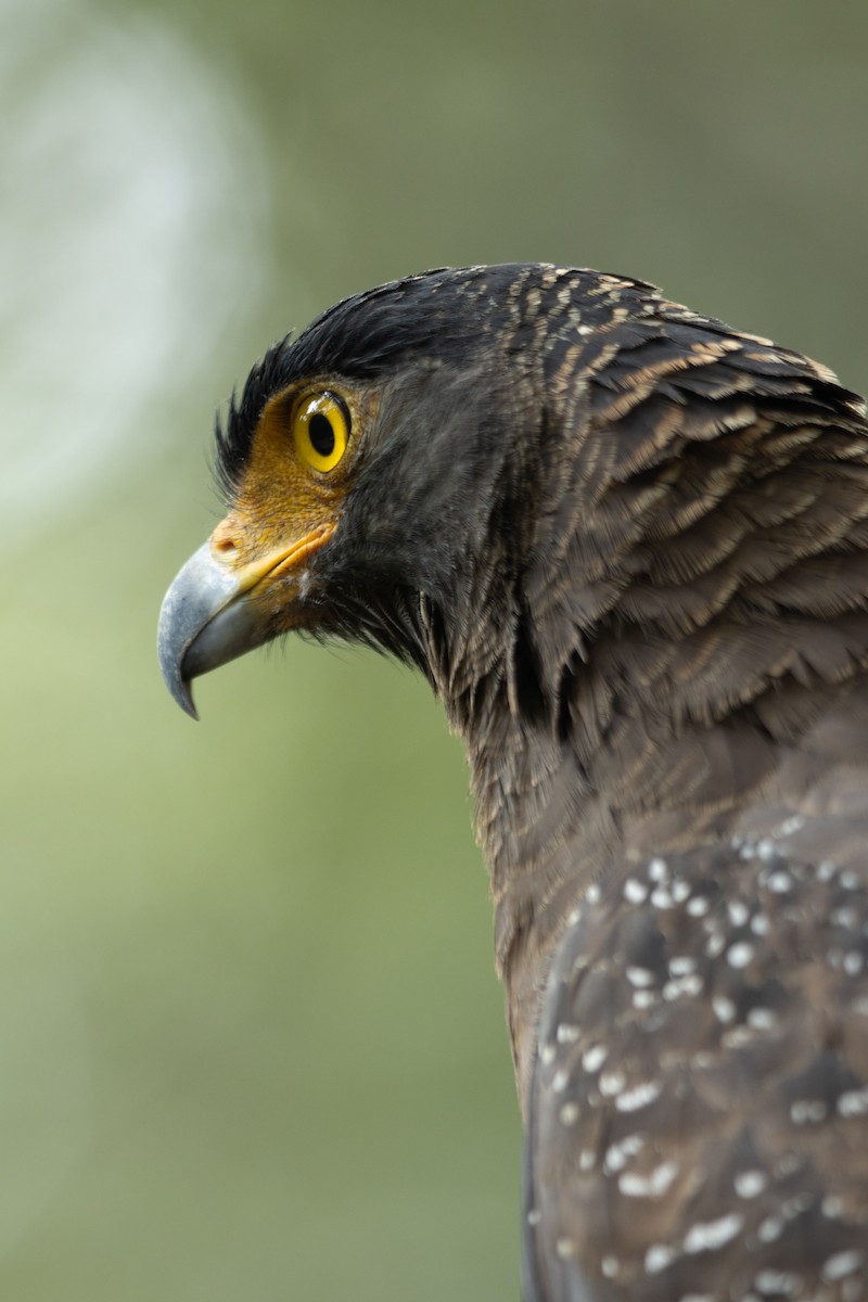 Culebrera Chiíla - ML645313574