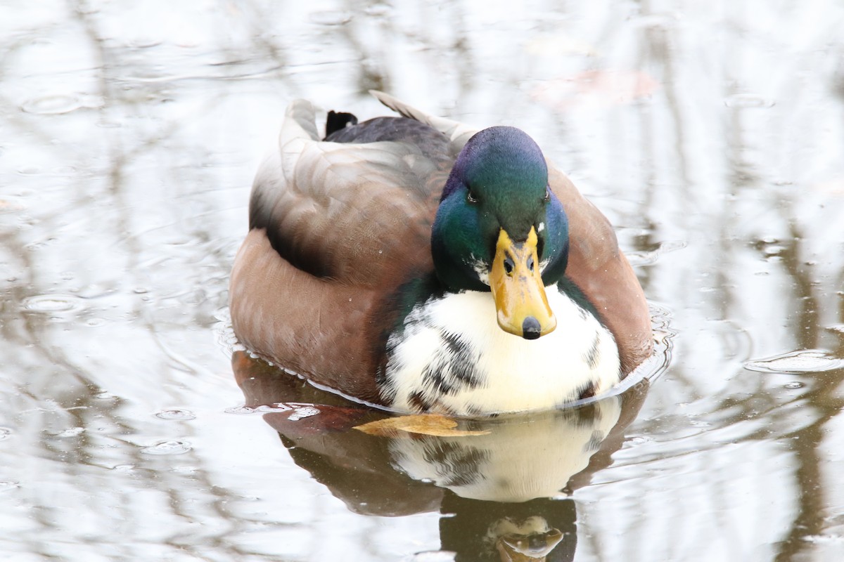 Mallard - ML645313581